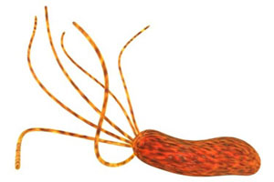 Helicobacter pylori (Хеликобактер пилори)