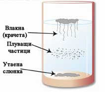 Candida albicans
